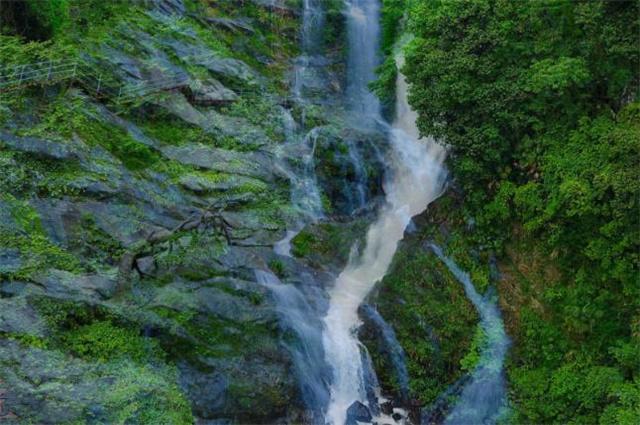 逃离野鸡森林